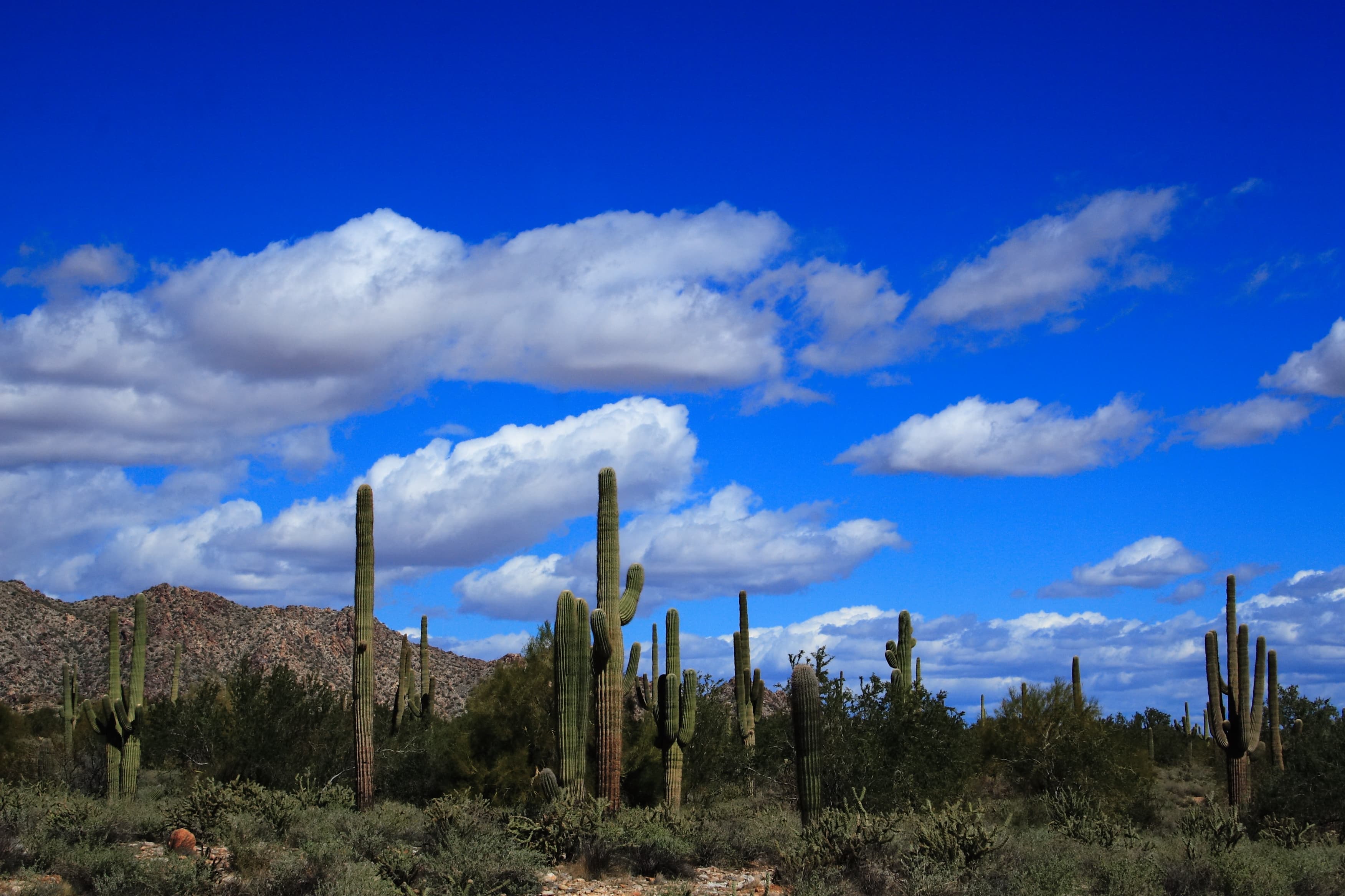 Saguaro cacti in front of the White Tank Mountains under a bright blue sky with white clouds, west of Surprise, Arizona.